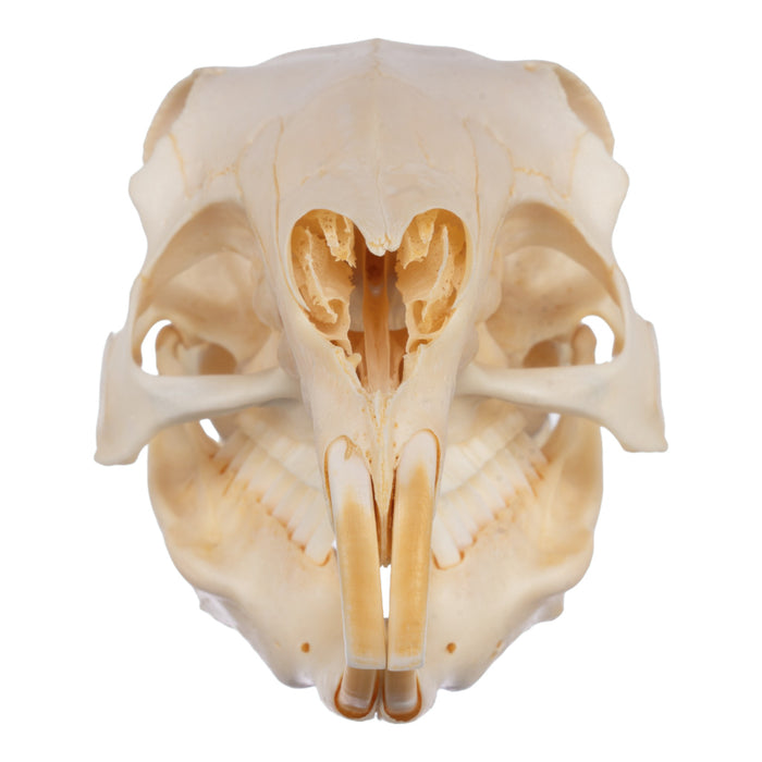 Real Patagonian Cavy Skeleton - Disarticulated