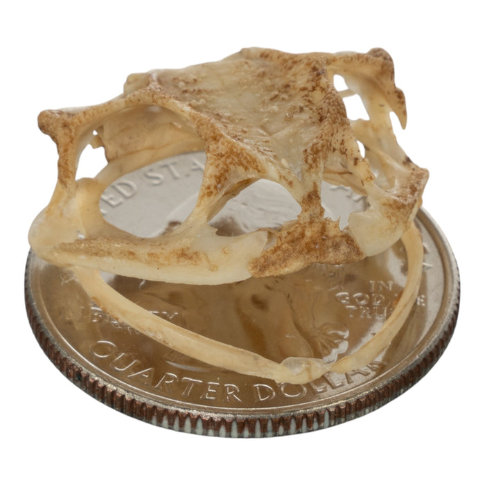 Real Southern Toad Skull
