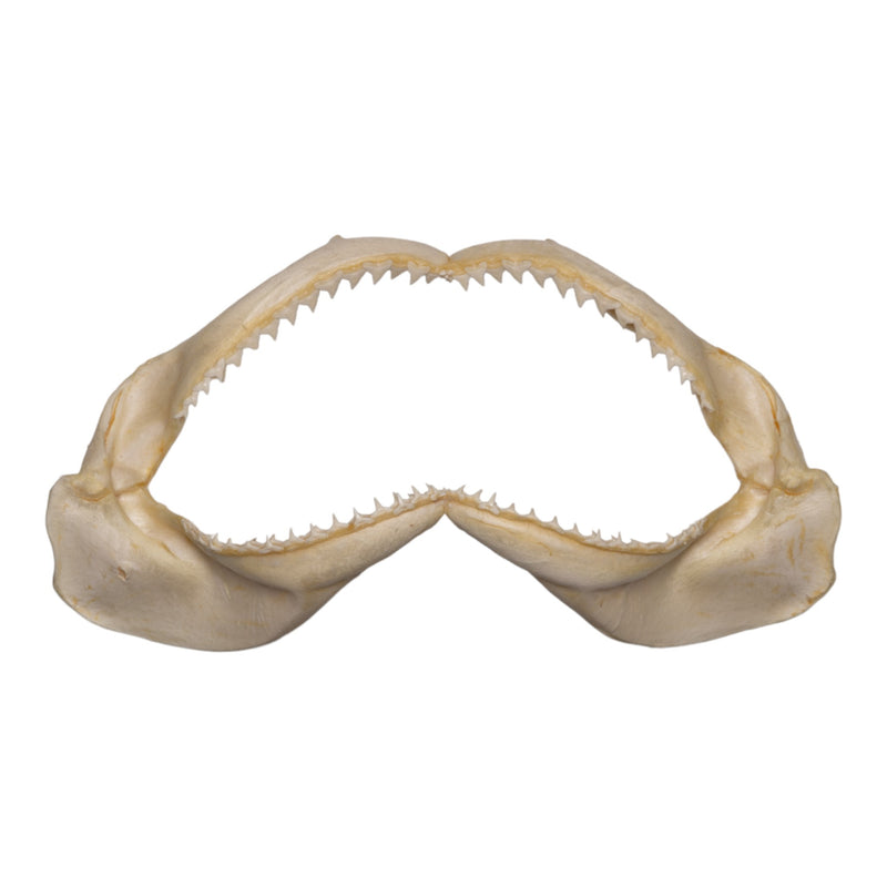 Real Silky Shark Jaw (7.1")