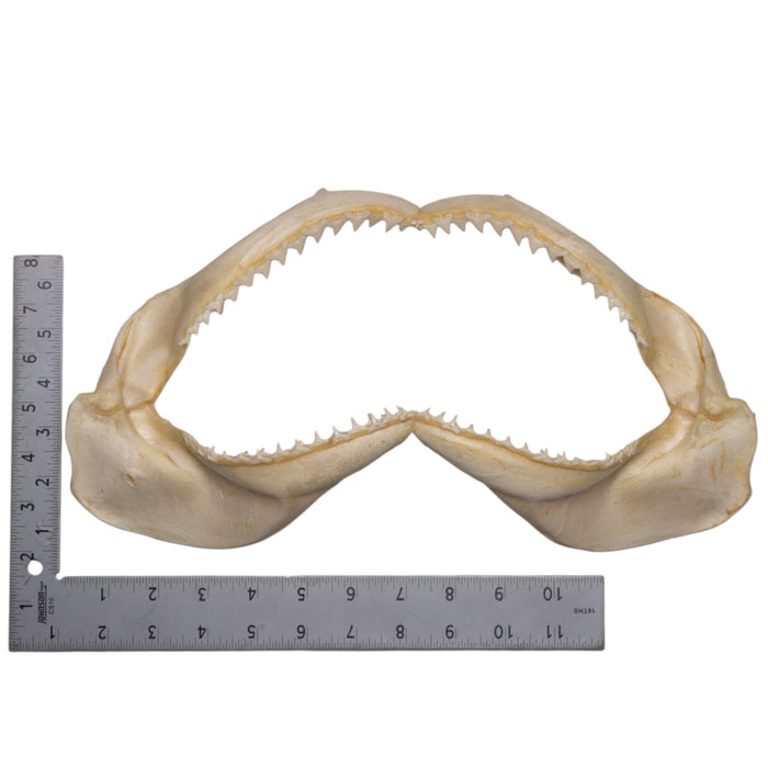 Real Silky Shark Jaw (7")