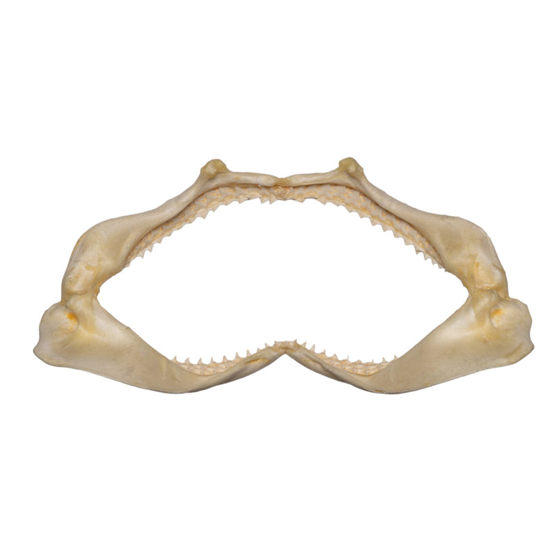 Real Silky Shark Jaw (7.1")