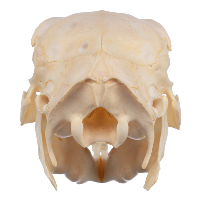 Real Patagonian Cavy Skeleton - Disarticulated