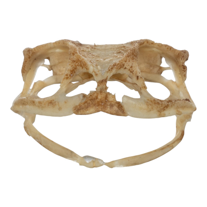 Real Southern Toad Skull