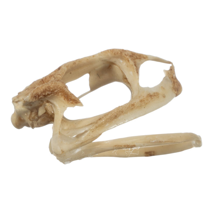 Real Southern Toad Skull