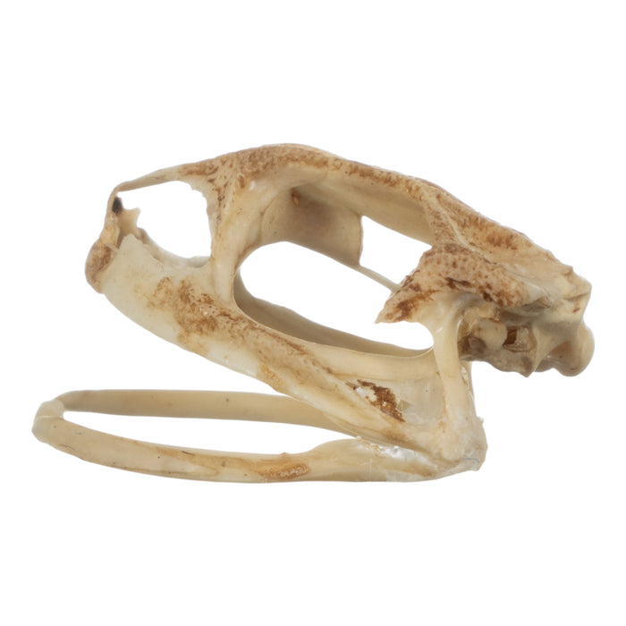 Real Southern Toad Skull