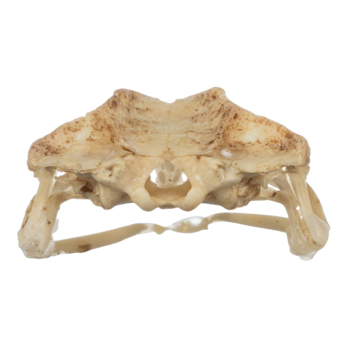 Real Southern Toad Skull
