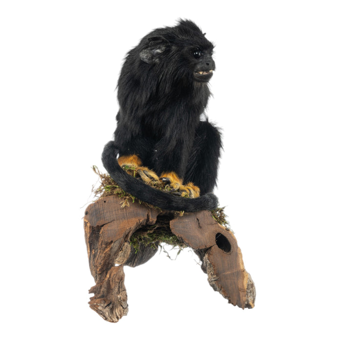 Real Red-handed Tamarin Full Body Mount by Jaron Villemarette