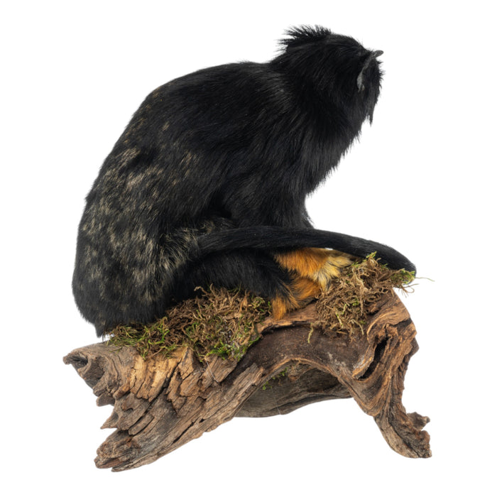 Real Red-handed Tamarin Full Body Mount by Jaron Villemarette