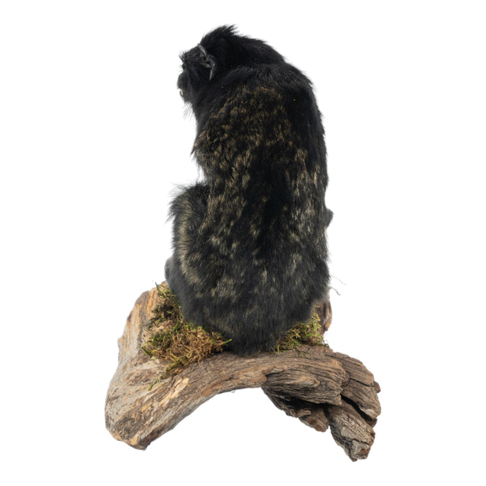 Real Red-handed Tamarin Full Body Mount by Jaron Villemarette