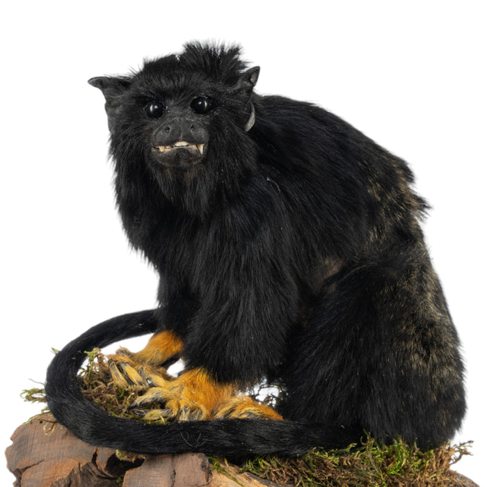 Real Red-handed Tamarin Full Body Mount by Jaron Villemarette