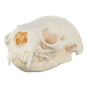 Real River Otter Skeleton - Disarticulated