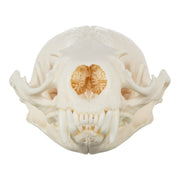 Real River Otter Skeleton - Disarticulated