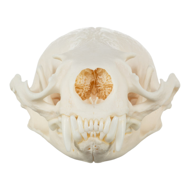 Real River Otter Skeleton - Disarticulated