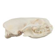 Real River Otter Skeleton - Disarticulated