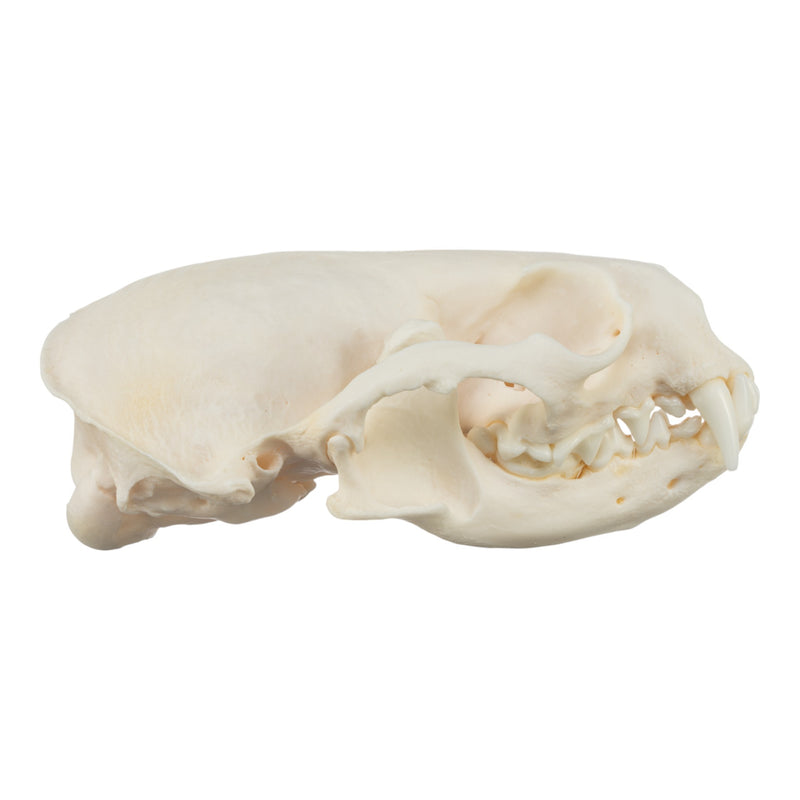 Real River Otter Skeleton - Disarticulated