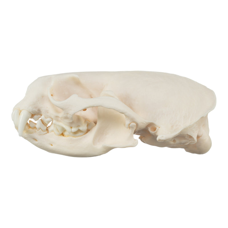 Real River Otter Skeleton - Disarticulated