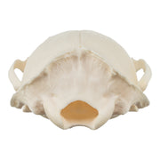 Real River Otter Skeleton - Disarticulated