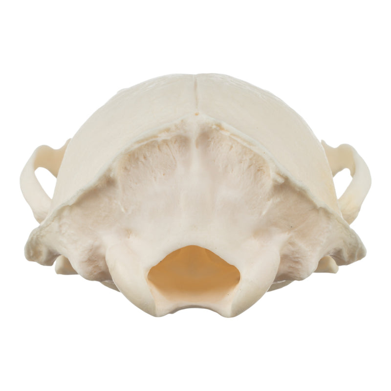 Real River Otter Skeleton - Disarticulated