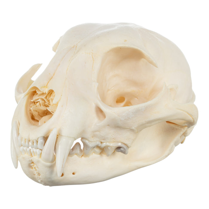 Real Bobcat Skeleton - Disarticulated