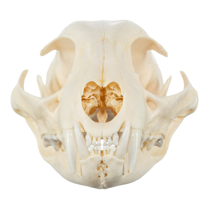 Real Bobcat Skeleton - Disarticulated