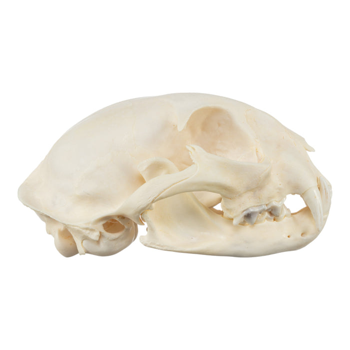 Real Bobcat Skeleton - Disarticulated