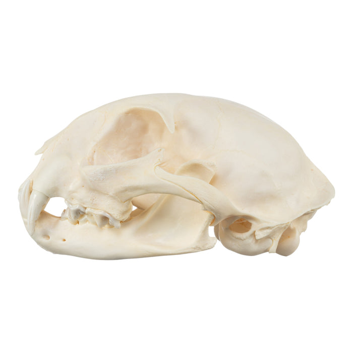 Real Bobcat Skeleton - Disarticulated