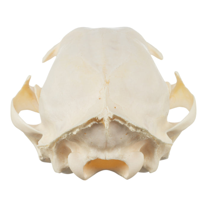 Real Bobcat Skeleton - Disarticulated
