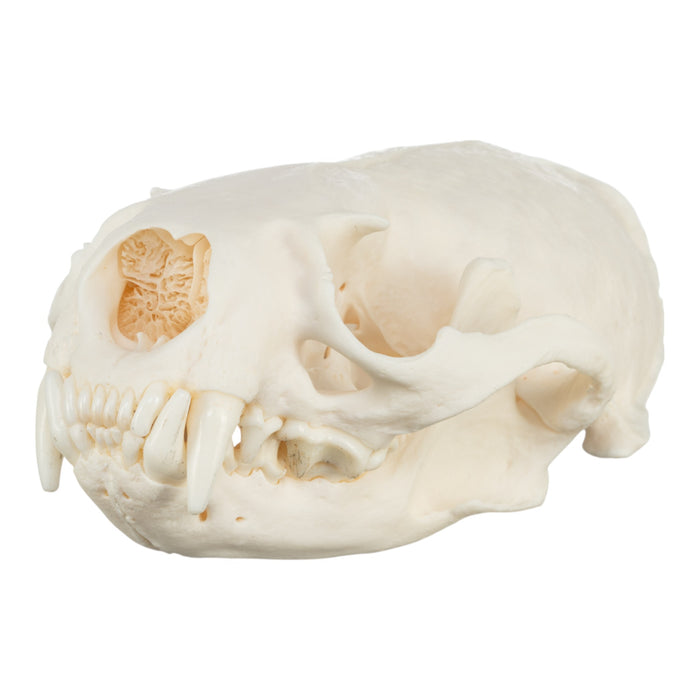 Real River Otter Skeleton - Disarticulated