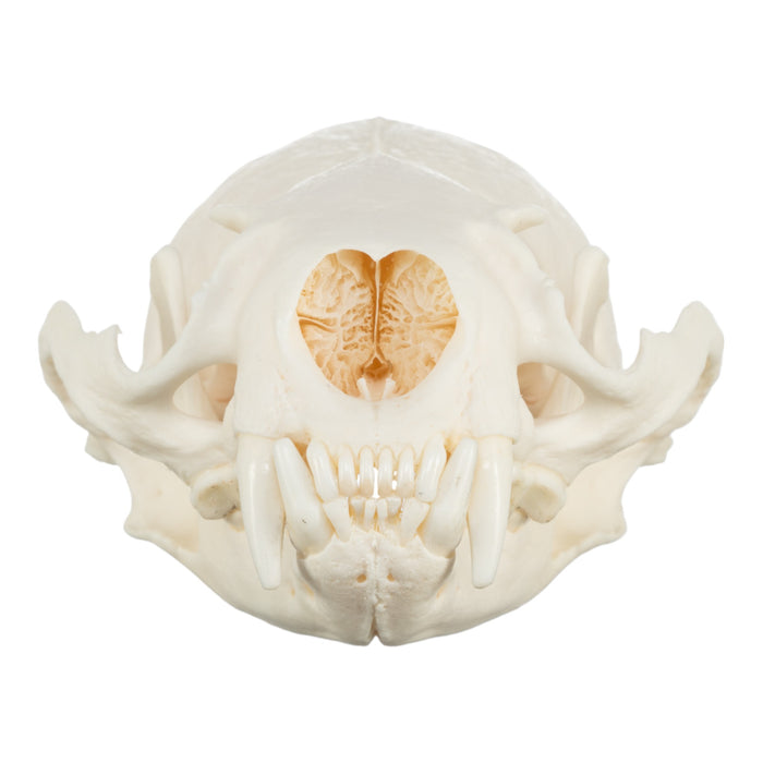 Real River Otter Skeleton - Disarticulated