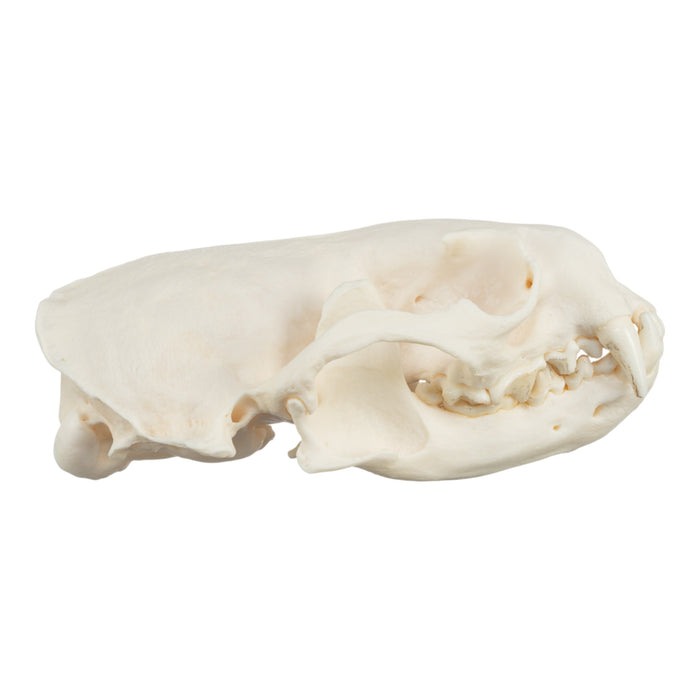 Real River Otter Skeleton - Disarticulated