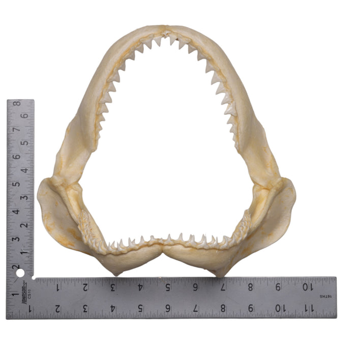 Real Sandbar Shark Jaw (9")