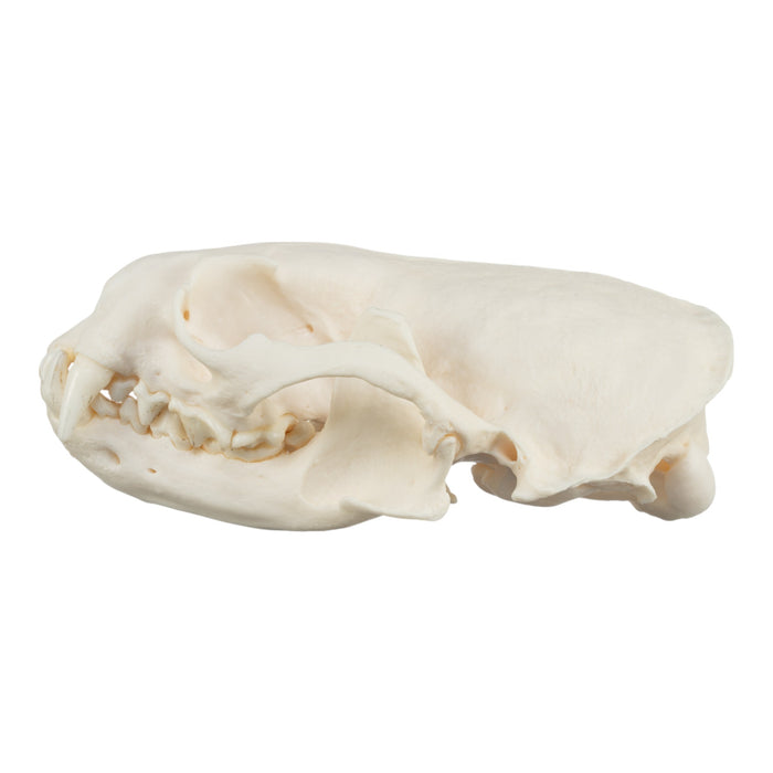 Real River Otter Skeleton - Disarticulated