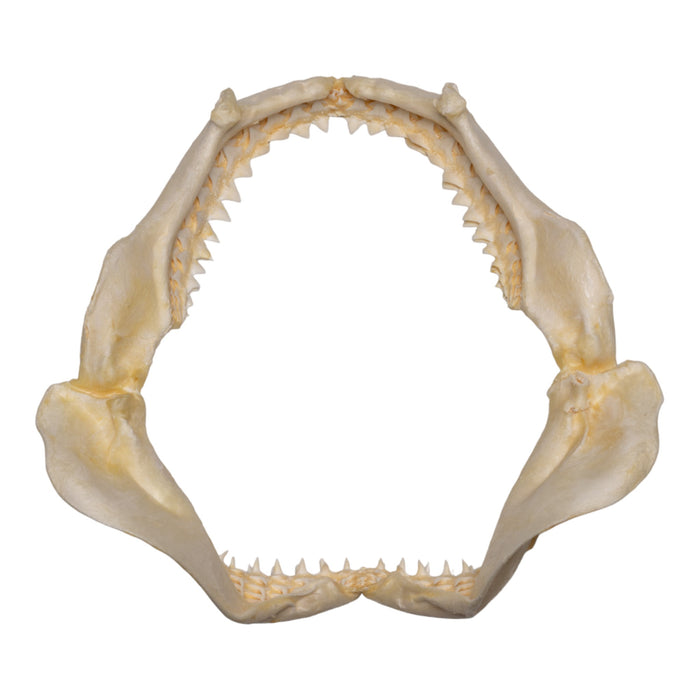 Real Sandbar Shark Jaw (9")