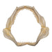 Real Sandbar Shark Jaw (9")