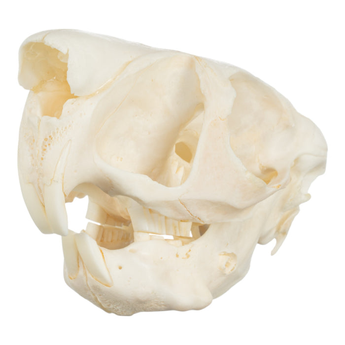 Real Springhare Skeleton - Disarticulated