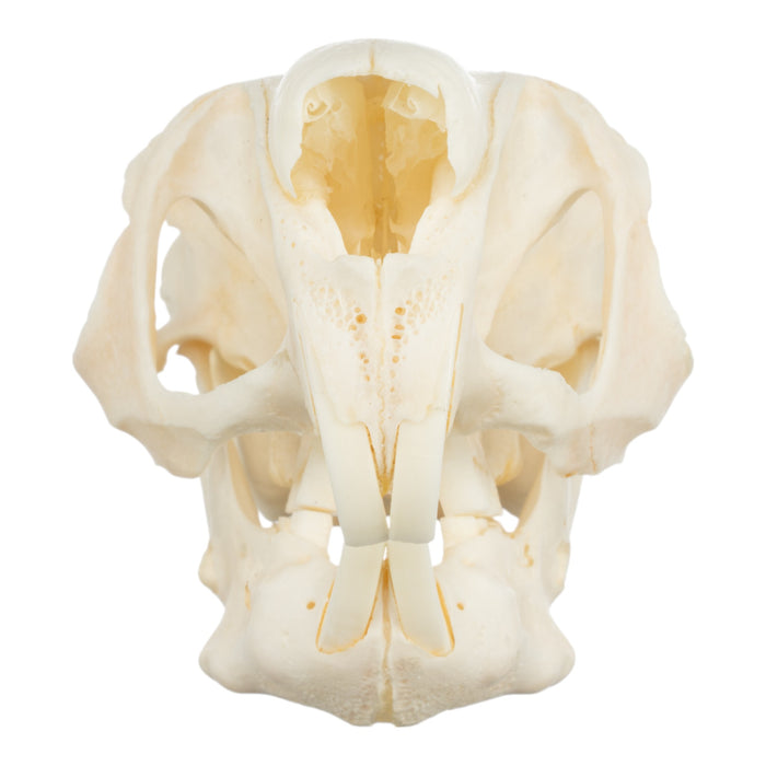 Real Springhare Skeleton - Disarticulated