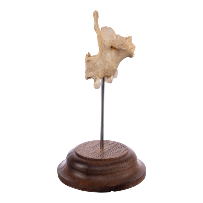 Real Human Partial Skull