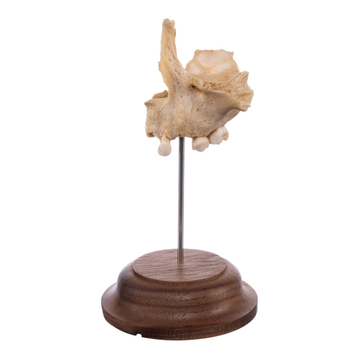 Real Human Partial Skull