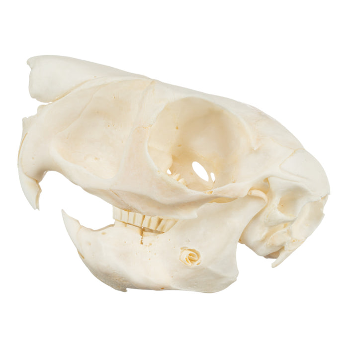 Real Springhare Skeleton - Disarticulated