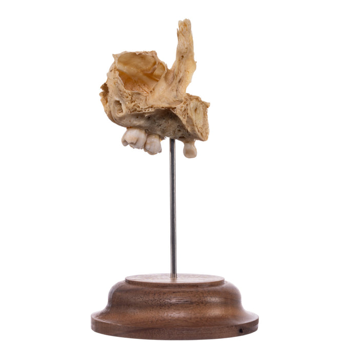 Real Human Partial Skull