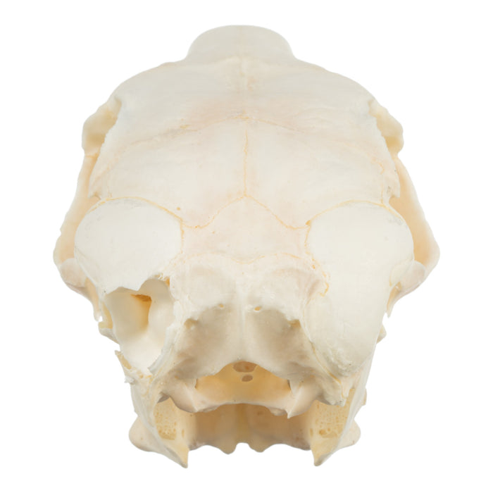 Real Springhare Skeleton - Disarticulated