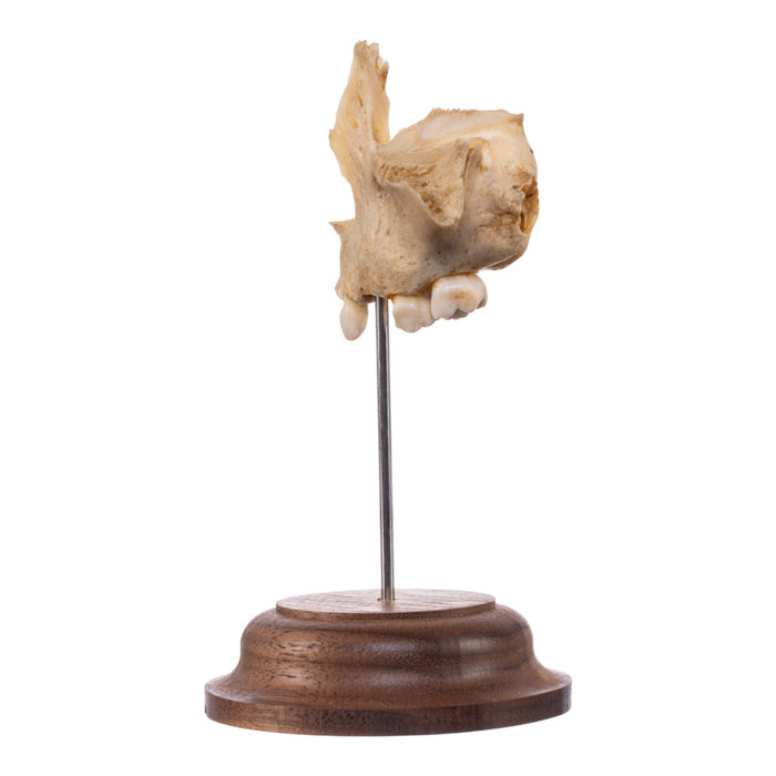 Real Human Partial Skull