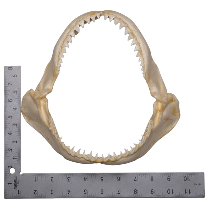 Real Sandbar Shark Jaw (9")