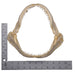Real Sandbar Shark Jaw (9")
