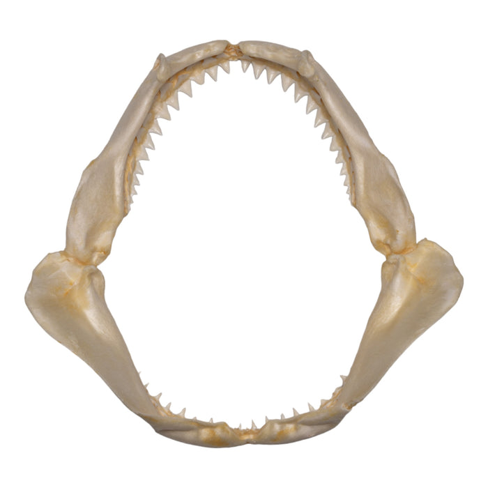 Real Sandbar Shark Jaw (9")