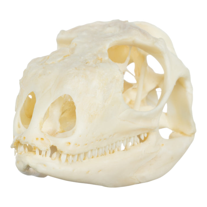 Real Green Iguana Skeleton - Disarticulated