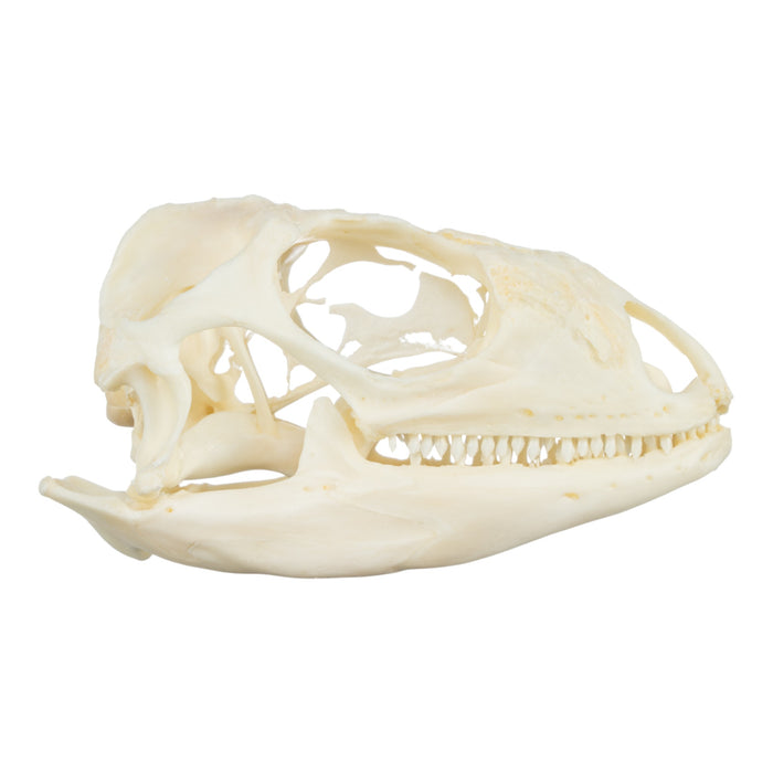 Real Green Iguana Skeleton - Disarticulated