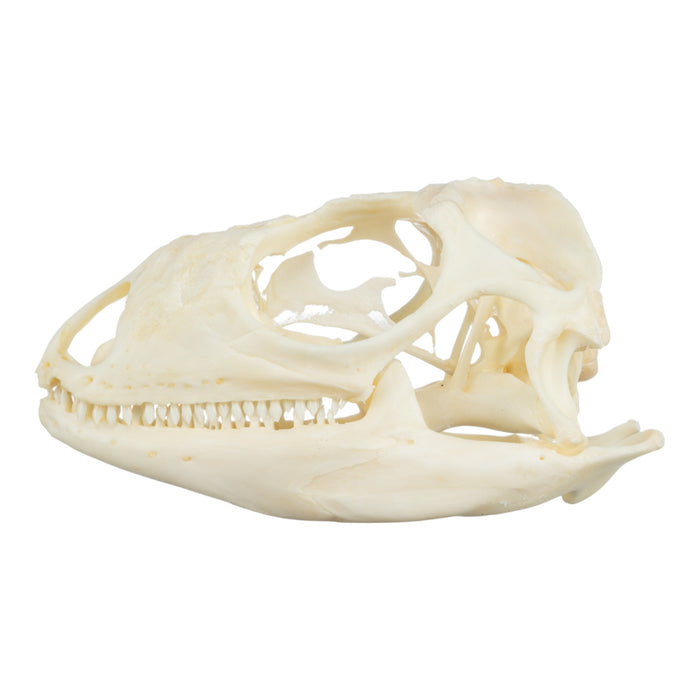 Real Green Iguana Skeleton - Disarticulated