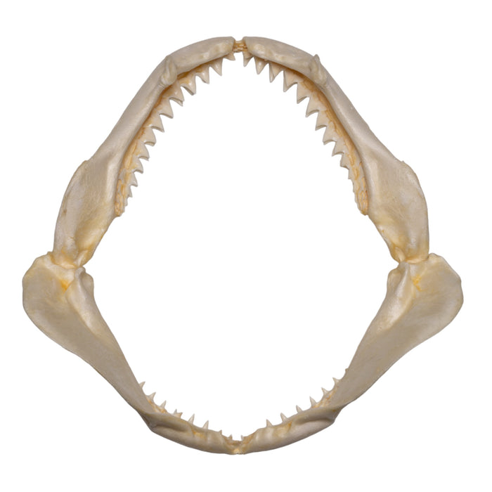 Real Sandbar Shark Jaw (10")