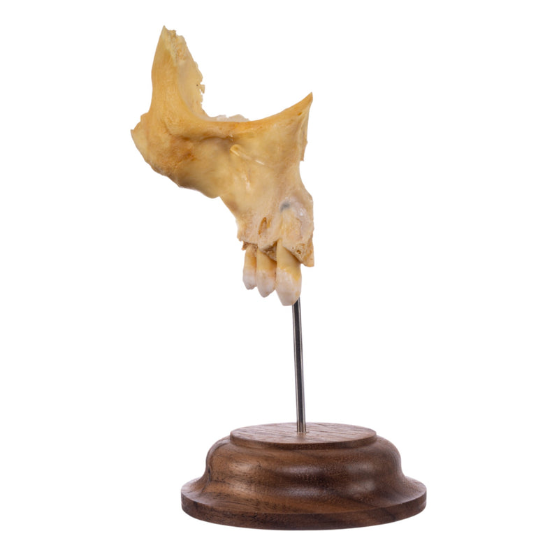 Real Human Maxillary Bone on Stand